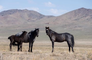 Baharda Utah çölünde vahşi atlar