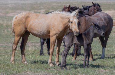 Baharda Utah çölünde vahşi bir at kısrağı ve yavrusu.