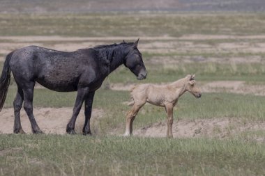 Baharda Utah çölünde vahşi bir at kısrağı ve yavrusu.
