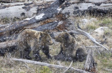 Bir boz ayı dişi ve yavrusu Yellowstone Ulusal Parkı 'ndaki kar fırtınası sırasında oynuyorlar.