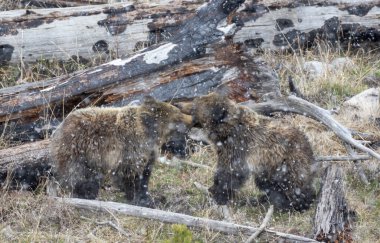 Bir boz ayı dişi ve yavrusu Yellowstone Ulusal Parkı 'ndaki kar fırtınası sırasında oynuyorlar.