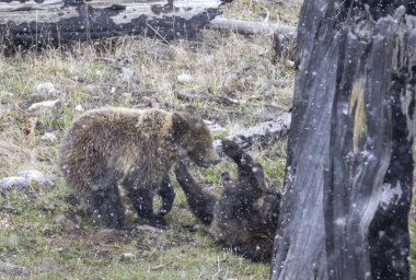 Bir boz ayı dişi ve yavrusu Yellowstone Ulusal Parkı 'ndaki kar fırtınası sırasında oynuyorlar.