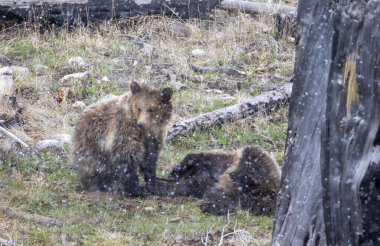 Bir boz ayı dişi ve yavrusu Yellowstone Ulusal Parkı 'ndaki kar fırtınası sırasında oynuyorlar.