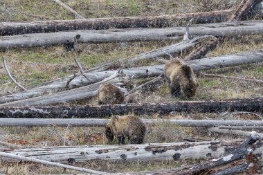 Baharda Yellowstone Ulusal Parkı 'nda yavruları olan bir boz ayı.