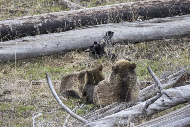 Baharda Yellowstone Ulusal Parkı 'nda yavruları olan bir boz ayı.