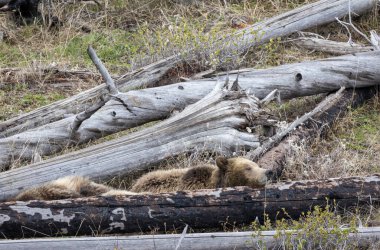 Baharda Yellowstone Ulusal Parkı 'nda yavruları olan bir boz ayı.
