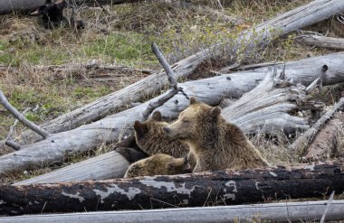 Baharda Yellowstone Ulusal Parkı 'nda yavruları olan bir boz ayı.