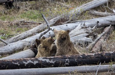 Baharda Yellowstone Ulusal Parkı 'nda yavruları olan bir boz ayı.