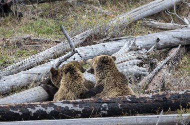 Baharda Yellowstone Ulusal Parkı 'nda yavruları olan bir boz ayı.