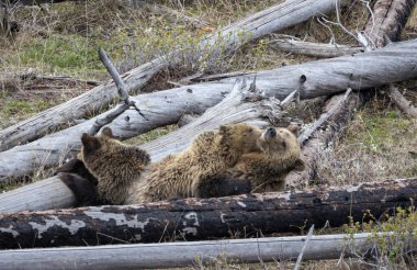 Baharda Yellowstone Ulusal Parkı 'nda yavruları olan bir boz ayı.