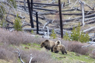 Baharda Yellowstone Ulusal Parkı 'nda yavruları olan bir boz ayı.
