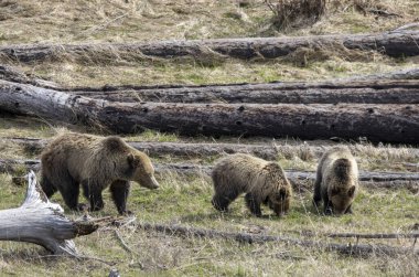 Baharda Yellowstone Ulusal Parkı Wyoming 'de bir boz ayı ve yavruları var.