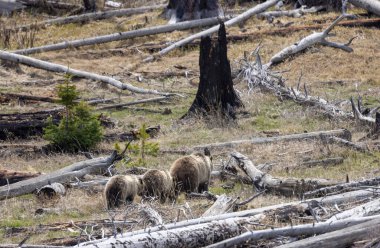 Baharda Yellowstone Ulusal Parkı Wyoming 'de bir boz ayı ve yavruları var.