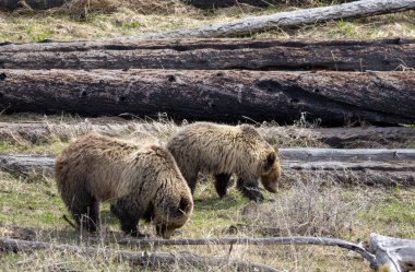 Baharda Yellowstone Ulusal Parkı Wyoming 'de bir boz ayı ve yavruları var.