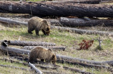 Baharda Yellowstone Ulusal Parkı Wyoming 'de bir boz ayı ve yavruları var.