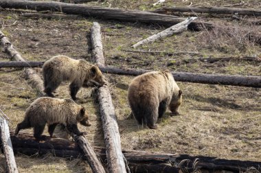 Baharda Yellowstone Ulusal Parkı Wyoming 'de bir boz ayı ve yavruları var.