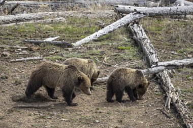 Baharda Yellowstone Ulusal Parkı Wyoming 'de bir boz ayı ve yavruları var.