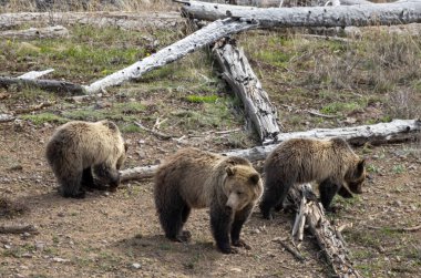 Baharda Yellowstone Ulusal Parkı Wyoming 'de bir boz ayı ve yavruları var.
