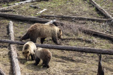 Baharda Yellowstone Ulusal Parkı Wyoming 'de bir boz ayı ve yavruları var.