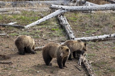 Baharda Yellowstone Ulusal Parkı Wyoming 'de bir boz ayı ve yavruları var.