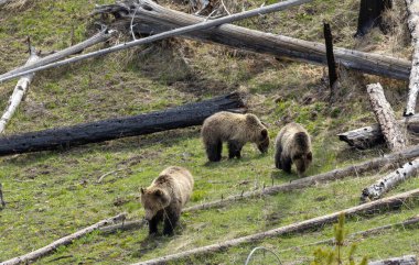 Baharda Yellowstone Ulusal Parkı Wyoming 'de bir boz ayı ve yavruları var.