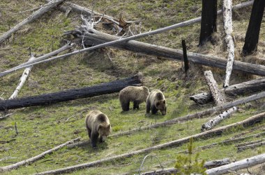 Baharda Yellowstone Ulusal Parkı Wyoming 'de bir boz ayı ve yavruları var.