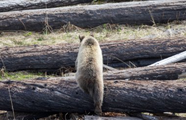 Yellowstone Ulusal Parkı Wyoming 'de baharda bir boz ayı.