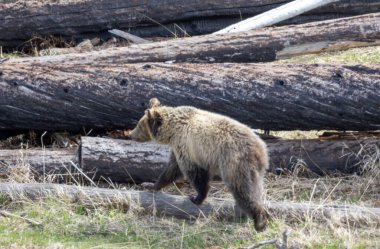 Yellowstone Ulusal Parkı Wyoming 'de baharda bir boz ayı.