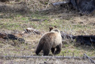 Yellowstone Ulusal Parkı Wyoming 'de baharda bir boz ayı.
