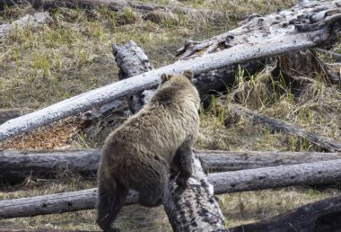 Yellowstone Ulusal Parkı Wyoming 'de baharda bir boz ayı.