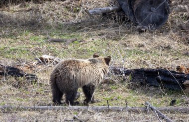 Yellowstone Ulusal Parkı Wyoming 'de baharda bir boz ayı.
