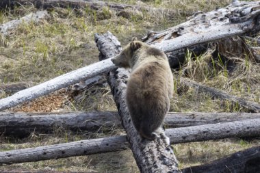 Yellowstone Ulusal Parkı Wyoming 'de baharda bir boz ayı.