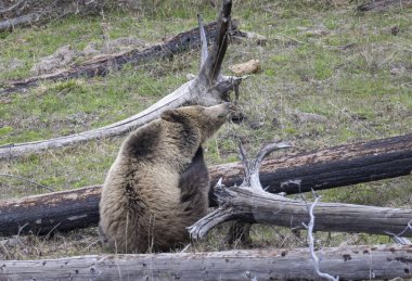 Yellowstone Ulusal Parkı Wyoming 'de baharda bir boz ayı.