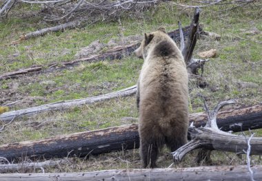 Yellowstone Ulusal Parkı Wyoming 'de baharda bir boz ayı.