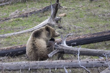 Yellowstone Ulusal Parkı Wyoming 'de baharda bir boz ayı.