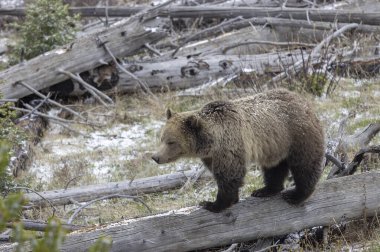 Yellowstone Ulusal Parkı Wyoming 'de baharda bir boz ayı.