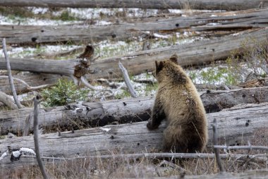 Yellowstone Ulusal Parkı Wyoming 'de baharda bir boz ayı.