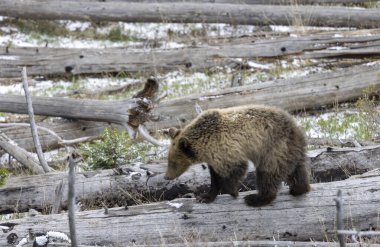 Yellowstone Ulusal Parkı Wyoming 'de baharda bir boz ayı.