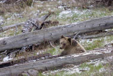Yellowstone Ulusal Parkı Wyoming 'de baharda bir boz ayı.