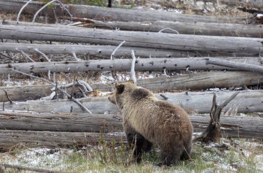 Yellowstone Ulusal Parkı Wyoming 'de baharda bir boz ayı.