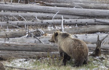 Yellowstone Ulusal Parkı Wyoming 'de baharda bir boz ayı.