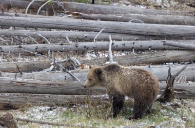 Yellowstone Ulusal Parkı Wyoming 'de baharda bir boz ayı.