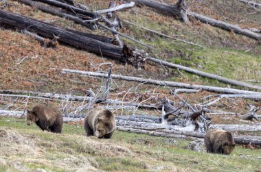 Yaban domuzu boz ayısı ve yavruları baharda Yellowstone Ulusal Parkı 'nda Wyoming' de