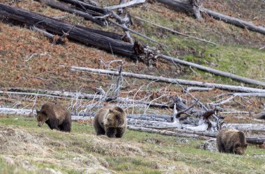 Yaban domuzu boz ayısı ve yavruları baharda Yellowstone Ulusal Parkı 'nda Wyoming' de