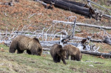 Yaban domuzu boz ayısı ve yavruları baharda Yellowstone Ulusal Parkı 'nda Wyoming' de