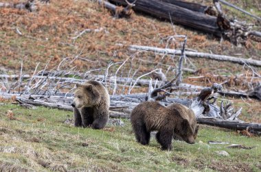 Yaban domuzu boz ayısı ve yavruları baharda Yellowstone Ulusal Parkı 'nda Wyoming' de