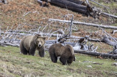 Yaban domuzu boz ayısı ve yavruları baharda Yellowstone Ulusal Parkı 'nda Wyoming' de