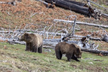 Yaban domuzu boz ayısı ve yavruları baharda Yellowstone Ulusal Parkı 'nda Wyoming' de