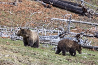 Yaban domuzu boz ayısı ve yavruları baharda Yellowstone Ulusal Parkı 'nda Wyoming' de