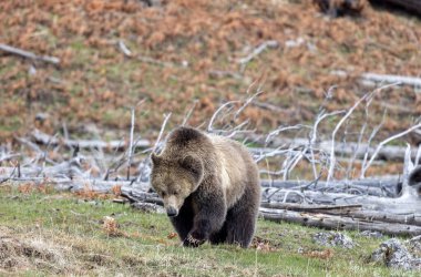 Yellowstone Ulusal Parkı Wyoming 'de baharda bir boz ayı.